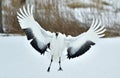 Dancing Crane. The red-crowned crane also called the Japanese crane or Manchurian crane. Royalty Free Stock Photo