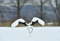 Dancing Crane. The red-crowned crane Sceincific name: Grus japonensis, also called the Japanese crane. Royalty Free Stock Photo