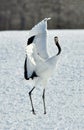 Dancing Crane. The red-crowned crane Sceincific name: Grus japonensis, also called the Japanese crane or Manchurian crane. Royalty Free Stock Photo