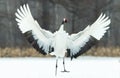 Dancing Crane. The ritual marriage dance. The red-crowned crane. Scientific name: Grus japonensis, also called the Japanese or