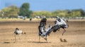 Dancing Cranes. Eurasian crane, Scientific name: Grus grus, Grus communis Royalty Free Stock Photo