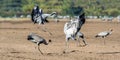 Dancing Cranes in arable field. Royalty Free Stock Photo