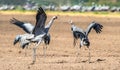 Dancing Cranes in arable field. Royalty Free Stock Photo