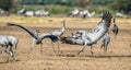 Dancing Cranes in arable field. Royalty Free Stock Photo