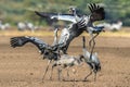 Dancing Cranes in arable field.