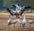 Dancing Cranes in arable field. Royalty Free Stock Photo