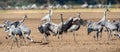 Dancing Cranes on arable field. Common Crane or Eurasian crane, Scientific name: Grus grus, Grus communis Royalty Free Stock Photo