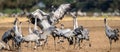 Dancing Cranes on arable field. Common Crane or Eurasian crane, Scientific name: Grus grus, Grus communis Royalty Free Stock Photo