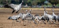 Dancing Cranes on arable field. Common Crane or Eurasian crane, Scientific name: Grus grus, Grus communis Royalty Free Stock Photo