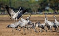 Dancing Cranes on arable field. Common Crane or Eurasian crane, Scientific name: Grus grus, Grus communis Royalty Free Stock Photo