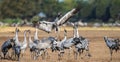 Dancing Cranes on arable field. Common Crane or Eurasian crane, Scientific name: Grus grus, Grus communis Royalty Free Stock Photo