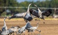 Dancing Cranes on arable field. Common Crane or Eurasian crane, Scientific name: Grus grus, Grus communis Royalty Free Stock Photo