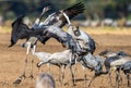 Dancing Cranes on arable field. Common Crane or Eurasian crane, Scientific name: Grus grus, Grus communis Royalty Free Stock Photo