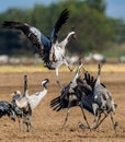 Dancing Cranes on arable field. Common Crane or Eurasian crane, Scientific name: Grus grus, Grus communis Royalty Free Stock Photo