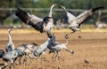 Dancing Cranes on arable field. Common Crane or Eurasian crane, Scientific name: Grus grus, Grus communis Royalty Free Stock Photo