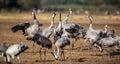 Dancing Cranes on arable field. Common Crane or Eurasian crane, Scientific name: Grus grus, Grus communis Royalty Free Stock Photo