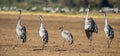 Dancing Eurasian Cranes in arable field. Royalty Free Stock Photo