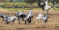 Dancing Eurasian Cranes in arable field. Royalty Free Stock Photo