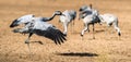 Dancing Cranes in arable field. Common Cranes Royalty Free Stock Photo