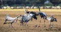 Dancing Cranes in arable field. Scientific name: Grus grus, Grus communis Royalty Free Stock Photo