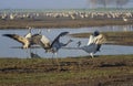 Dancing cranes. Common cranes in Birds Natural Habitats. Bird watching in Hula Valley. Nature landscape