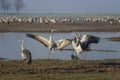 Dancing cranes. Common cranes in Birds Natural Habitats. Bird watching in Hula Valley, Nature Reserve. Nature landscape