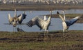 Dancing cranes. Common crane in Birds Natural Habitats. Bird watching in Hula Valley