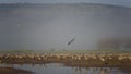 Dancing cranes. Common crane in Birds Natural Habitats. Bird watching in Hula Valley in Israel. Flocks of migrating birds in