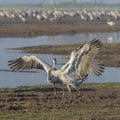 Dancing cranes. Common crane in Birds Natural Habitats. Bird watching in Hula Valley in Nature Reserve