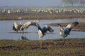 Dancing cranes. Common crane in Birds Natural Habitats. Bird watching in Hula Valley, in Nature Reserve. Nature landscape