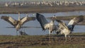 Dancing cranes. Common crane in Birds Natural Habitats. Bird watching in Hula Valley