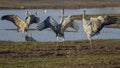 Dancing cranes. Common crane in Birds Natural Habitats. Bird watching in Hula Valley in northern Israel