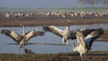 Dancing cranes. Common crane in Birds Natural Habitats. Bird watching in Hula Valley in northern Israel. Birds travelling from