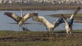 Dancing cranes. Common crane in Birds Natural Habitats. Bird watching in Hula Valley in northern Israel. Birds travelling from