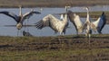 Dancing cranes. Common Crane in a natural bird habitat. Birdwatching in the Hula Valley at sunrise