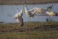 Dancing cranes. Common Cranes in a natural bird habitat. Birdwatching in the Hula Valley. Nature landscape