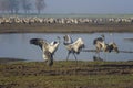 Dancing cranes. Common Cranes in a natural bird habitat. Birdwatching in the Hula Valley at sunrise in Israel. Nature landscape