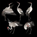 Dancing cranes in different poses isolated. Vector.
