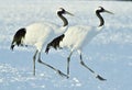 Dancing Cranes. The red-crowned crane also called the Japanese crane or Manchurian crane.