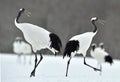 Dancing Cranes. The red-crowned crane also called the Japanese crane or Manchurian crane. Royalty Free Stock Photo