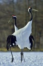 Dancing Cranes. The red-crowned crane Sceincific name: Grus japonensis, also called the Japanese crane Royalty Free Stock Photo