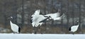 Dancing Cranes. The red-crowned crane Sceincific name: Grus japonensis, also called the Japanese crane or Manchurian crane, is a Royalty Free Stock Photo