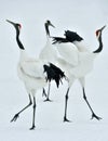 Dancing Cranes. The red-crowned crane Sceincific name: Grus japonensis, also called the Japanese crane or Manchurian crane, is a Royalty Free Stock Photo