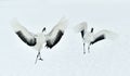 Dancing Cranes. The red-crowned crane Sceincific name: Grus japonensis, also called the Japanese crane or Manchurian crane, is a Royalty Free Stock Photo