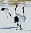 Dancing Cranes. The red-crowned crane Sceincific name: Grus japonensis, also called the Japanese crane. Royalty Free Stock Photo