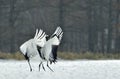 Dancing Cranes. The red-crowned crane Sceincific name: Grus japonensis, also called the Japanese crane or Manchurian crane, is a Royalty Free Stock Photo