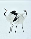 Dancing Cranes. The red-crowned crane Sceincific name: Grus japonensis Royalty Free Stock Photo