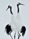 Dancing Cranes. The red-crowned crane Sceincific name: Grus japonensis, also called the Japanese crane or Manchurian crane, is a Royalty Free Stock Photo