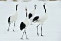 Dancing Cranes. The red-crowned crane Sceincific name: Grus japonensis, also called the Japanese crane or Manchurian crane, is a Royalty Free Stock Photo