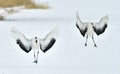 Dancing Cranes. The red-crowned crane Sceincific name: Grus japonensis, also called the Japanese crane or Manchurian crane, is a Royalty Free Stock Photo